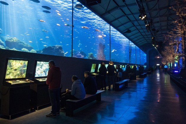 Crowd observing vibrant fish in modern aquarium exhibit hallway